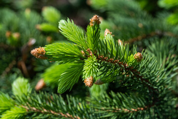 Green spruce branches with young cones closeup. Nature background.