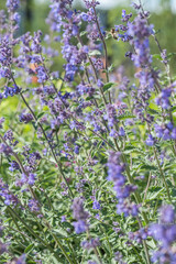 Lavender flowers in the summer garden. Closeup.