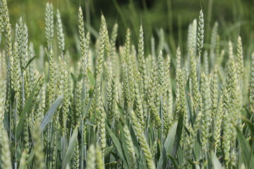 Green ears of unripe winter wheat in an agricultural field