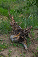 Stump of an old tree lies in grass.