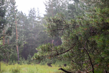 Pine forest on foggy summer morning after rain with drops on needles.
