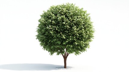D tree rendering with dense spherical crown, isolated for park-style garden designs