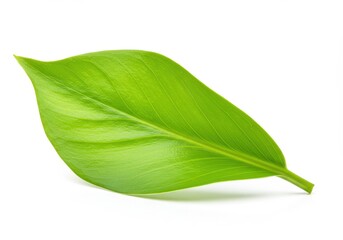 Obraz premium Single green leaf with veins on white background, close up