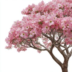Fototapeta premium Vibrant pink dogwood tree blossoms in full bloom isolated on white background