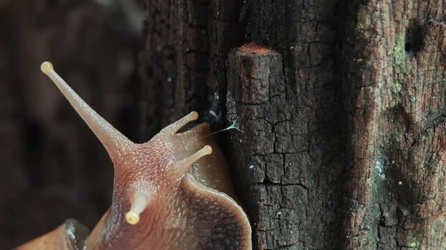 Close up of snail and mucus.
