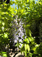 Sunlit cluster of pale purple wisteria flowers hangs amidst vibrant green leaves with blue sky glimpses in the background, creating a bright, natural garden scene