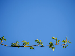 Growing branch reaching skyward representing business growth and success