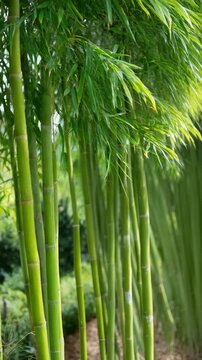 Discovering the beauty of bamboo in a serene garden setting during a sunny afternoon