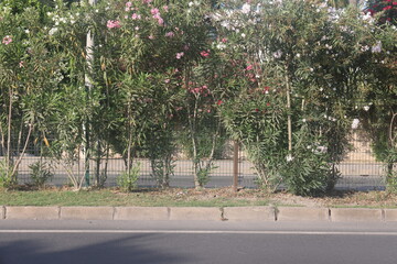 Gray curb on background of flowers, minimalism, path in the park, 7