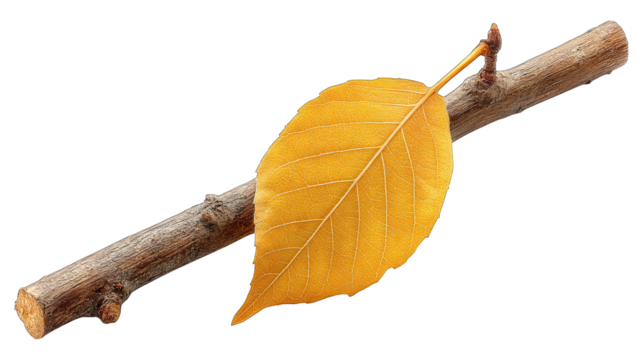 Bright yellow leaf resting on a bare twig, isolated against black background