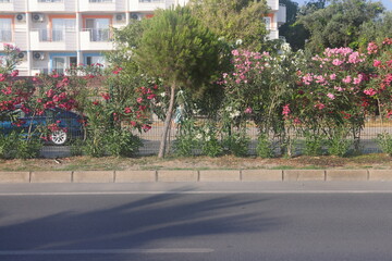 Gray curb on background of flowers, minimalism, path in the park, 7