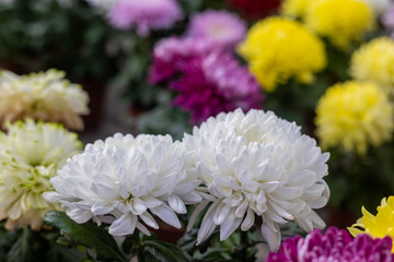 Large-flowered chrysanthemum flowers.(Chrysanthemum)