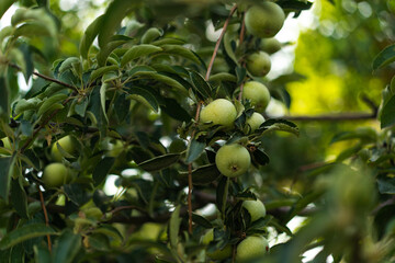 Green young apples grow in the garden