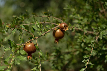 A young pomegranate grows on a bush on a sunny day