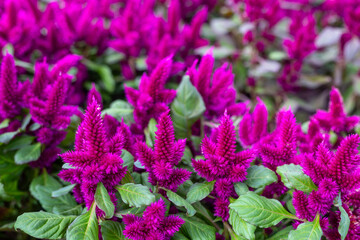 Garden flower, cockscomb. (Celosia argentea)