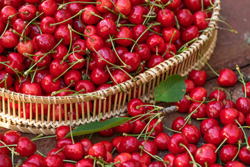 Fresh and tasty red cherries picked from the tree. The fruit of spring in Moldova