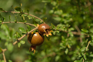 A young pomegranate grows on a bush on a sunny day