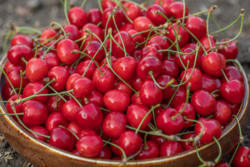 Fresh and tasty red cherries picked from the tree. The fruit of spring in Moldova