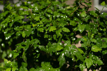 Green leaves in drops after rain