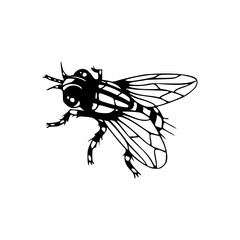 detailed housefly vector illustration