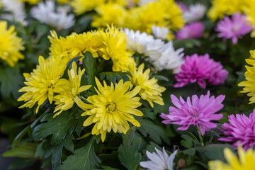 Large-flowered chrysanthemum flowers.(Chrysanthemum)