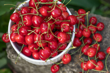 Fresh and tasty red cherries picked from the tree. The fruit of spring in Moldova