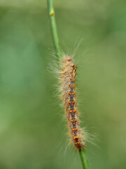 Lappet Moth. Streblote panda. Streblote panda is a hairy moth of the family Lasiocampidae. It is a potential pest of forest, floricultural and horticultural plants. 
