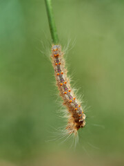 Lappet Moth. Streblote panda. Streblote panda is a hairy moth of the family Lasiocampidae. It is a potential pest of forest, floricultural and horticultural plants. 