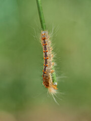 Lappet Moth. Streblote panda. Streblote panda is a hairy moth of the family Lasiocampidae. It is a potential pest of forest, floricultural and horticultural plants. 