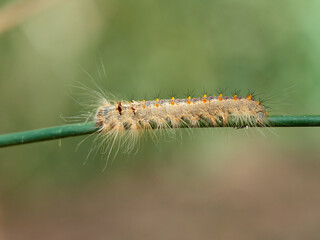 Lappet Moth. Streblote panda. Streblote panda is a hairy moth of the family Lasiocampidae. It is a...
