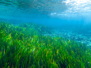 Seagrass underwater with natural sunlight in Mediterranean sea, jijel Algeria, Sea Grass underwater, seagrass Kelp grows in rocks under the sea and the diversity of life in the Mediterranean.