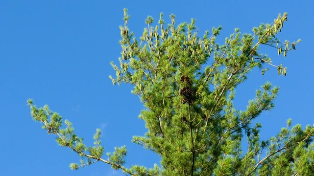 The top of a larch tree with cones against a bright blue sky.