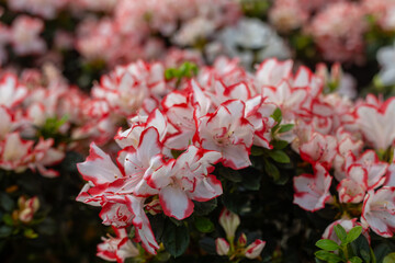 Azaleas are small shrubby plants that bloom in spring or summer in pink, golden yellow, flame red and all shades of orange or white flowers.