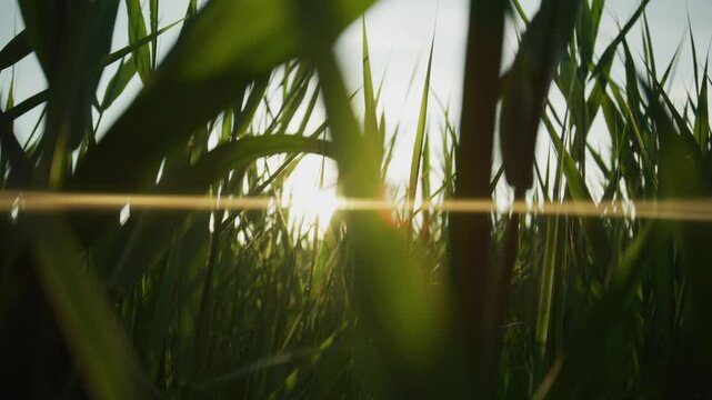 A low-angle, point-of-view shot moving through a field of tall green grass during a golden hour sunset. The bright sun creates a beautiful warm lens flare, evoking a feeling of peace and freedom.