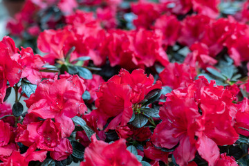 Azaleas are small shrubby plants that bloom in spring or summer in pink, golden yellow, flame red and all shades of orange or white flowers.