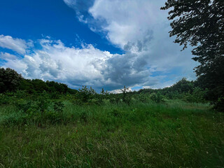 Scenic view of a dense green forest with tall, thin tree trunks and lush foliage. The image...