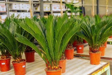 Cycas revoluta is a valuable ornamental plant species from the Cycadaceae family. This palm-shaped ornamental plant takes many years to grow.
