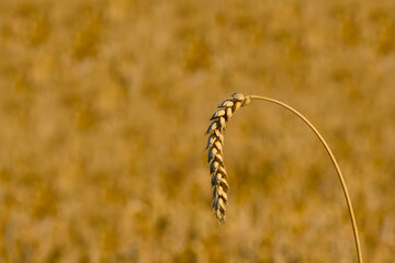 close-up of a ripe ear of wheat growing in an agricultural field, captured in natural light
