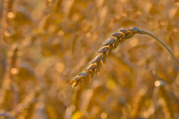 close-up of a ripe ear of wheat captured during the golden hour, bathed in soft, warm sunlight