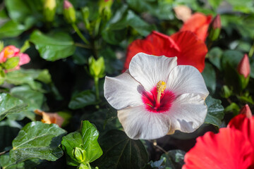 Japanese rose is from the hollyhock family. Although its Latin name means "Chinese rose", the name "Japanese rose" used in Turkish is quite common among florists and the public.