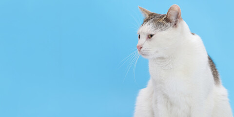Cute domestic white cat with brown spots looking aside on a vibrant blue background. Close-up pet portrait with copy space. Ideal for pet care, veterinary, and advertising.