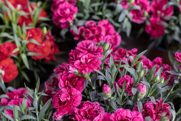 Dianthus caryophyllus, commonly known as carnation or carnation pink, is a species of Dianthus native to the Mediterranean region.