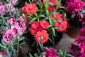 Dianthus caryophyllus, commonly known as carnation or carnation pink, is a species of Dianthus native to the Mediterranean region.