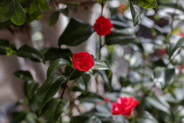 Camellia japonica. Japanese camellia is a plant of the tea family, belonging to the Ericales order, generally known for its bush form.