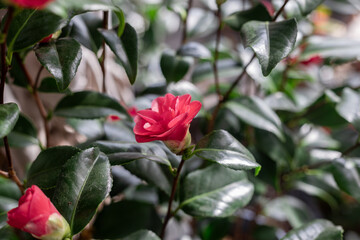 Camellia japonica. Japanese camellia is a plant of the tea family, belonging to the Ericales order, generally known for its bush form.