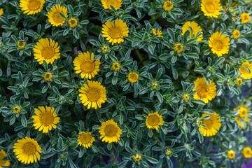 Pallenis maritima, also known as Mediterranean Beach Daisy or Golden Coin, is a perennial plant from the Asteraceae family.