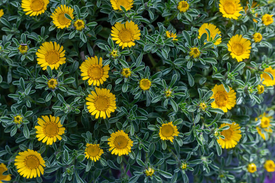 Pallenis maritima, also known as Mediterranean Beach Daisy or Golden Coin, is a perennial plant from the Asteraceae family.