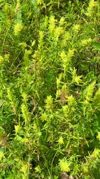 Lush green bedstraw shrubs form dense foliage in sunlit meadow offering seamless organic background perfect for advertising herbal wellness branding sustainable lifestyle blogs countryside tourism