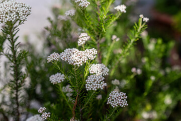 Ozothamnus diosmifolius is an upright, woody shrub in the family Asteraceae and is native to eastern Australia.