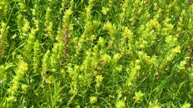 Vibrant yellow green bedstraw plants blanket a summer meadow creating rich textured foliage background suitable for eco tourism promotion herbal medicine articles nature themed designs organic product